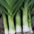 thumbnail image 1 of GSDWIUEW LEEK Autumn Giant *40-50 Seeds* Heirloom & Organic Vegetable-Seed, 1 of 3