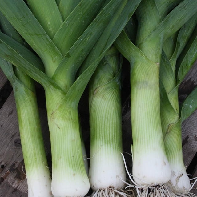 GSDWIUEW LEEK Autumn Giant *40-50 Seeds* Heirloom & Organic Vegetable-Seed