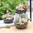 thumbnail image 3 of Résine Miniature de Style Rural Plantation Pot avec Mignon Dessin Animé Animal Succulent Pot de Fleurs Micro Décorations de Paysage, 3 of 7