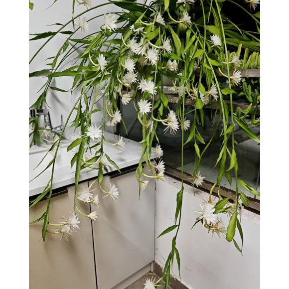 HJADGG Epiphyllum Pumilum Seeds, Dwarf Orchid Cactus Seeds for Planting Indoor, Exotic Night Blooming Plant, Fragrant White Flowers Potted Plant for Home Garden Balcony, 50/100Pcs (50)