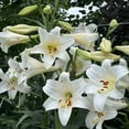 thumbnail image 4 of GSDWIUEW Lily Bulbs-2 or 4 Bulbs per Package Cold-Resistant Perennial Bulbs for Gardens, Easy-Grow. (White,4), 4 of 4