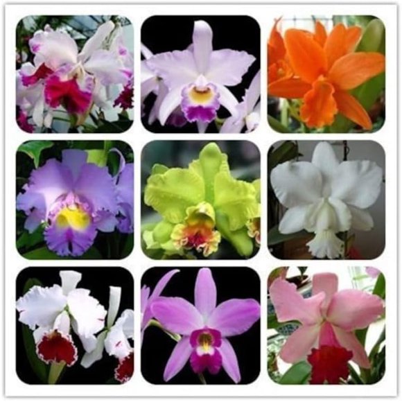 HJADGG 50 Seeds Orchids Cattleya Flower Seeds Rare 5 Kinds Home Plant Perennial Bonsai