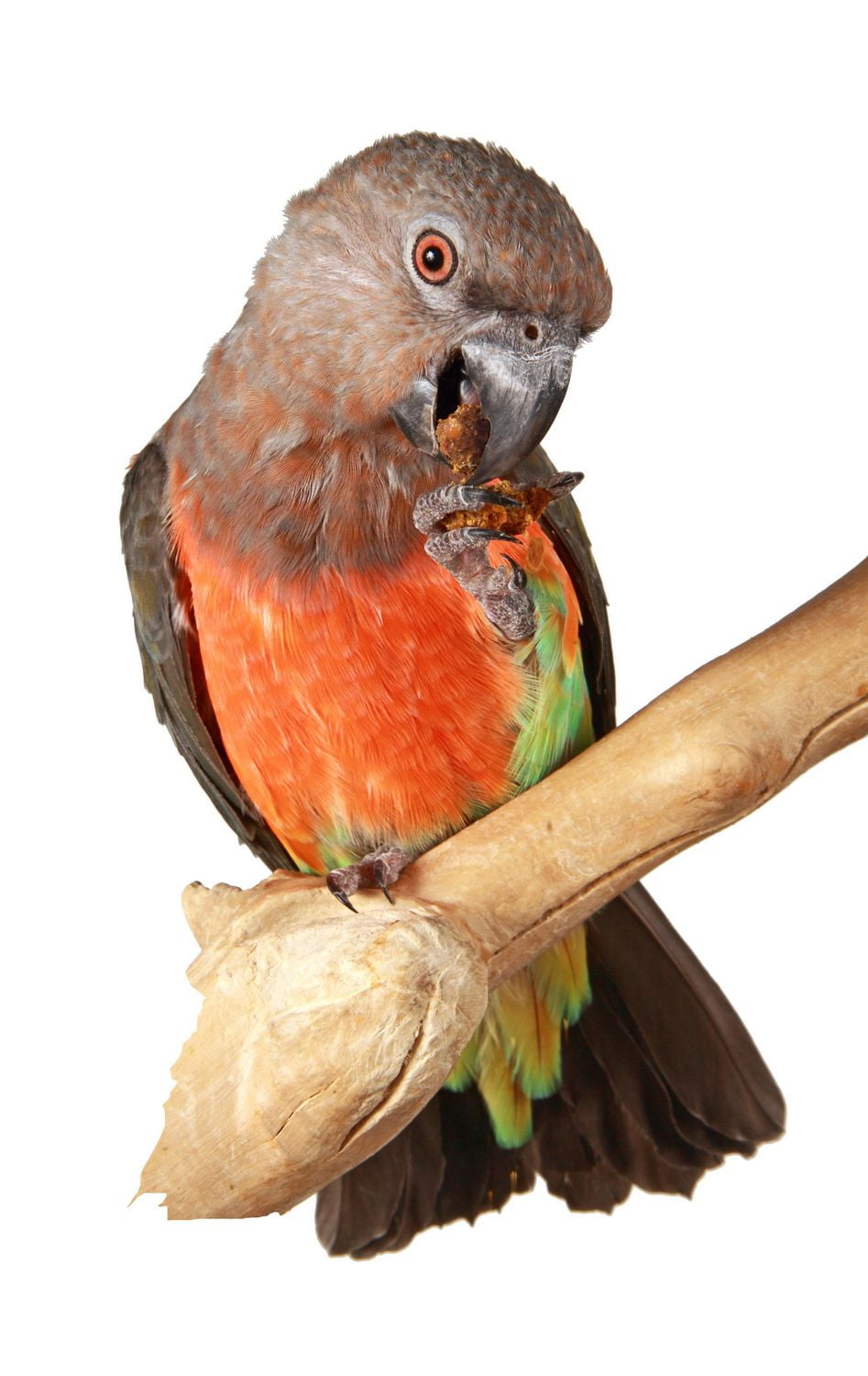 Oven Fresh Bites Gâteries Naturelles pour Oiseaux au Four à la <br>Noix de Coco et Papaye