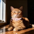 thumbnail image 3 of EGNMCR Cats Tracker GPS Collar For Cats Electronic Pet Locator Waterproof No Monthly Fee Advanced Tracking Solution Smart Collar For Pet Safety Compatible Cat Tracker GPS Collar, 3 of 5