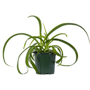 Plante Araignée Verte / Chlorophytum Comosum (S) Plantes Vivantes dans un pot de Culture de 4 Pouces