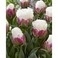 thumbnail image 1 of Bulbe de fleur vivace TASC Tulipe « Ice Cream » à floraison tardive, 1 of 2