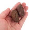 thumbnail image 2 of 8pcs Bird Chewing Dried Fruit Natural Parrot Foraging Toys Chewing Accessories for Budgie Parakeet, 2 of 9