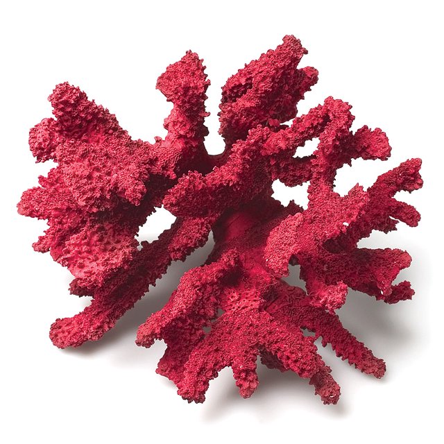 Ensemble de 2 Branches Corail 3D Moyennes