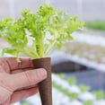 thumbnail image 3 of 50 Grow Sponges for Hydroponic Garden Rooting Easy to Transplant Gift Option, 3 of 6