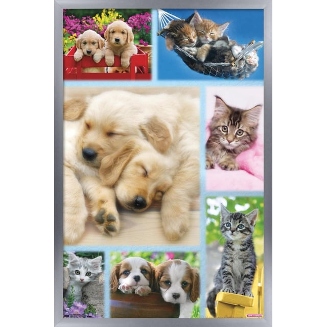 Keith Kimberlin - Affiche Murale Collage de Chiots et Chatons, 22,375 Po x 34 Po Présentant un Collage de Chiots golden retriever Dormant, de Chatons Câlinés dans un Hamac, et de Chiots et Chatons Ludiques dans un Jardin vibrant et des Scènes Intérieures Douillettes, Imprimée sur Papier Brillant pour art Mural Décoratif.