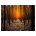 thumbnail image 2 of Halloween Themed Spooky Dark Forest - Oversized Forest Canvas Art, 2 of 3