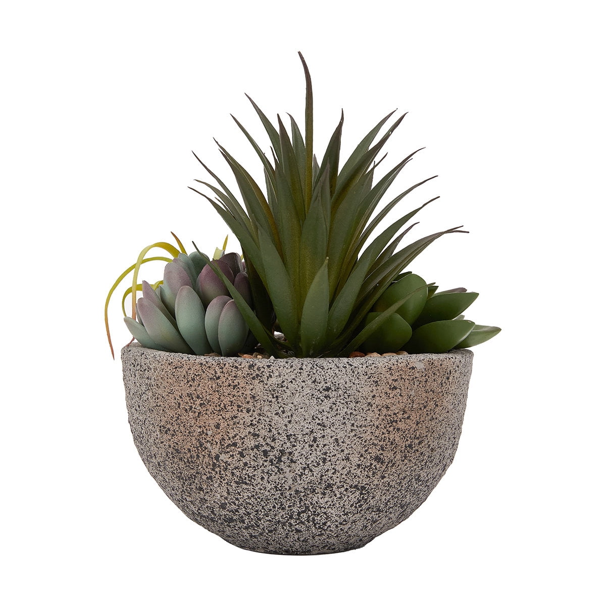 Plante succulente Anko en pot
