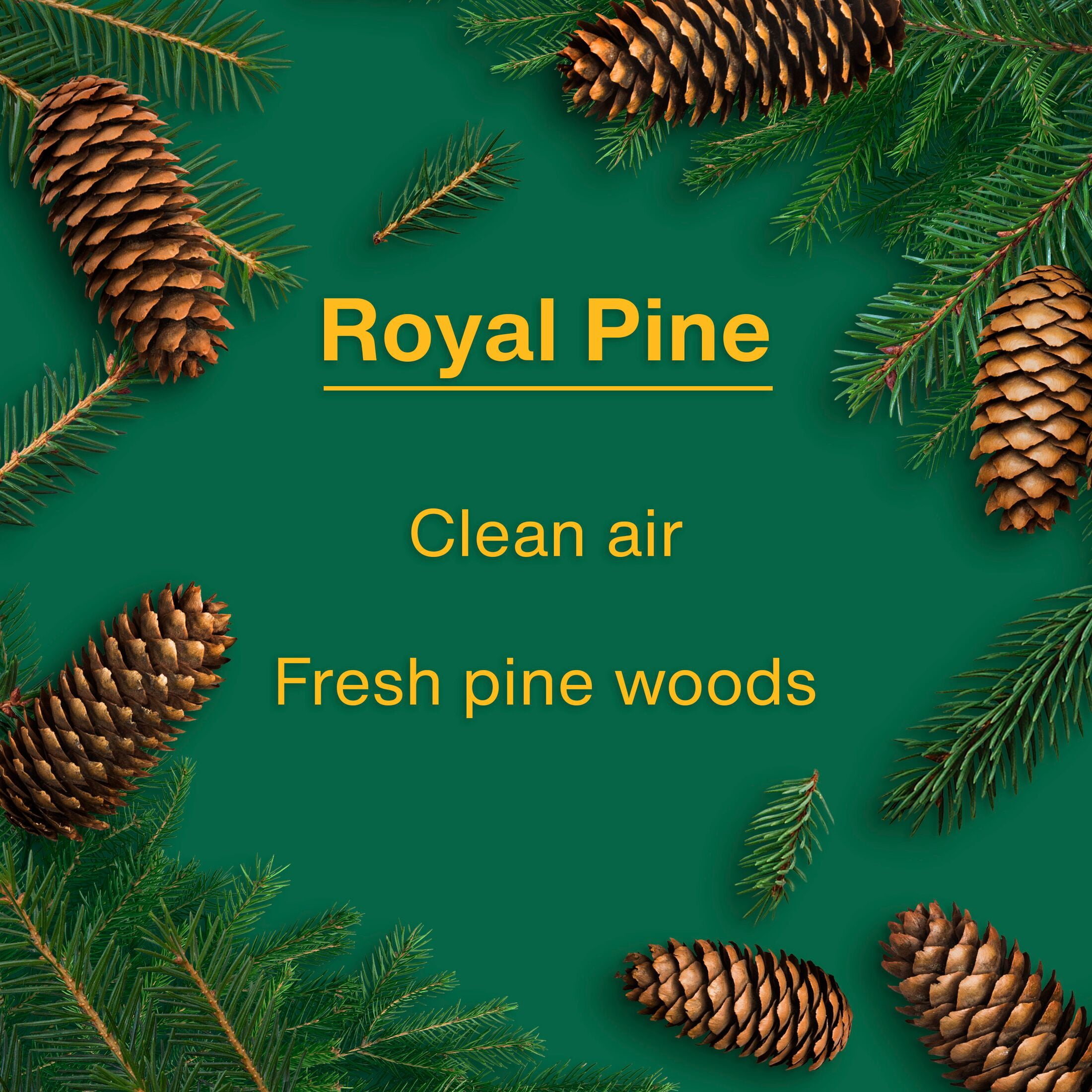 LITTLE TREES air freshener Royal Pine 6-Pack