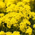 thumbnail image 2 of GSDWIUEW Mountain Gold Seeds-Alyssum montanum, 2 of 6