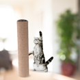 thumbnail image 3 of pitrice 1Pack Scratch Post Refill Pole Grinding Claw Protect cat Nails Sisal Rope Yellow H 25cm, 3 of 9