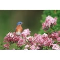 thumbnail image 3 of Lilas de Corée nain 2 Gal, 3 of 6