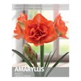thumbnail image 1 of Amaryllis Benito (1 Bulbe), 1 of 2