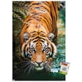 thumbnail image 1 of Tiger - Water Wall Poster, 22.375" x 34" Framed, 1 of 4