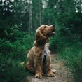 thumbnail image 4 of Dog Leash Dog Chain Walking Dog Artifact Daily Outdoor Walk Hair Children, 4 of 4