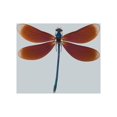thumbnail image 1 of Affiche Dragonfly Ii Imprimée par Incado (9 x 12), 1 of 1