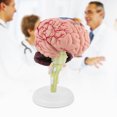 thumbnail image 3 of Disassembled Anatomical Human Brain Model,  Plastic,Simulation, Assembly Toy,  Training Tool, 3 of 8