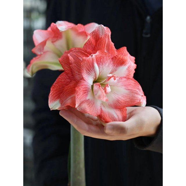 GSDWIUEW Double Amaryllis Bulbs for Fall Planting Large Hippeastrum Perennial Flowers Bulbs Size 10-11 Inch Perfect for Home Decor Garden, Gift with Wrapping and Planting Instruction (2, TIKA Sunrise)