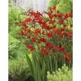 thumbnail image 2 of Tasc Flower Bulbs- Crocosmia Lucifer, 2 of 2