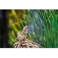 thumbnail image 2 of Penn Plax Skull Hide-Away Reptile Decor, 2 of 7