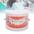 thumbnail image 3 of Modèle de Dentier pour l'Enseignement des Gencives 28 Pcs Modèle de Dents Adulte Outil d'Enseignement Standard, 3 of 8