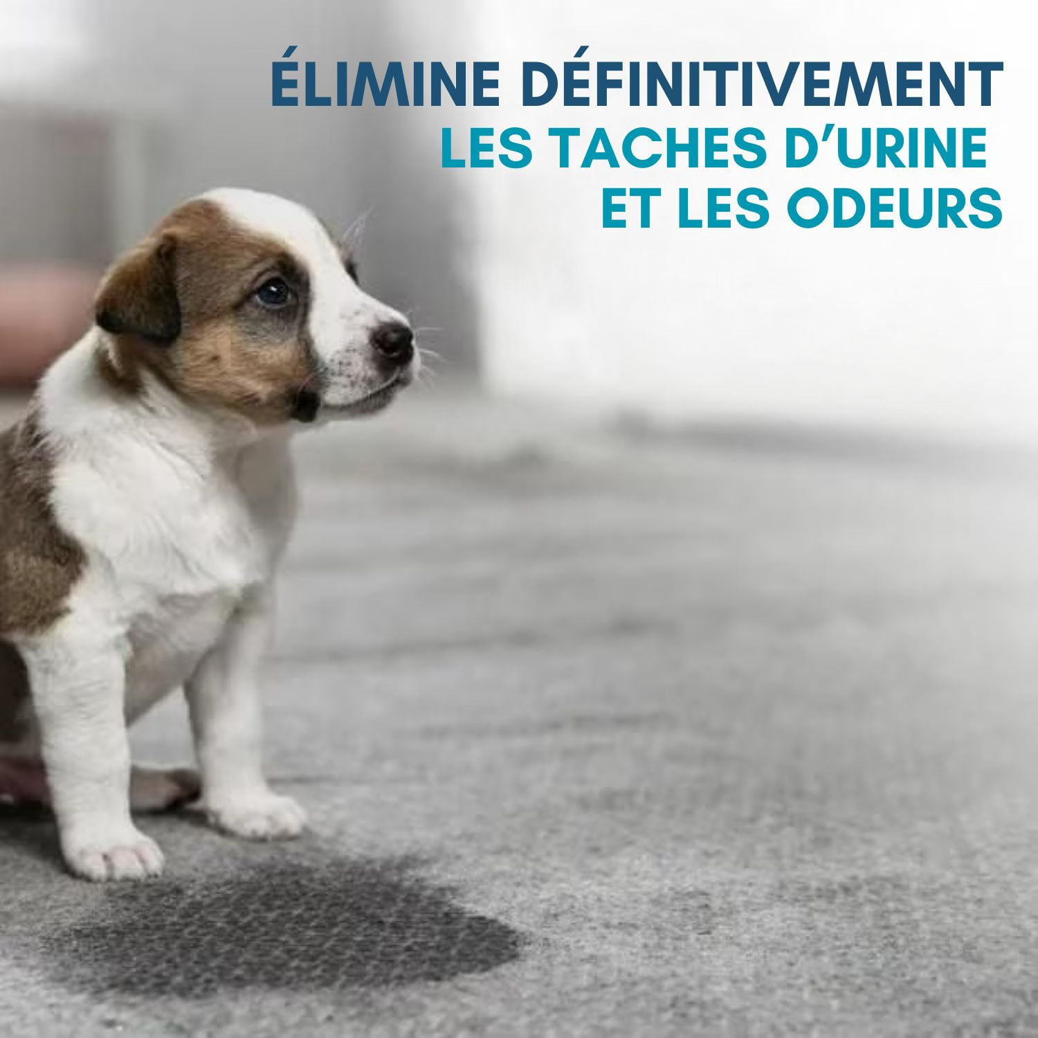 HOOVER Oxy Pet Urine & Stain Eliminator Carpet Cleaning Formula UDC