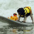 thumbnail image 3 of Pets Dog Life Jacket  Lightweight Dog Life Vests with Rescue Handle for Small Medium and Large Dogs  Pet Safety Swimsuit Preserver for Swimming Pool Beach Boating, 3 of 7