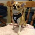 thumbnail image 2 of Breathable Fabric Pet Dog Training Harness Puppy Traction Rope Leash, 2 of 7