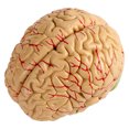 thumbnail image 1 of FAGINEY 8Parts Anatomical Brain Arteries Model Human Set Supply School Scientific,Brain Arteries Model, 1 of 8
