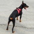 thumbnail image 3 of Dog No Pull Adjustable Vest Harness  Pet Nylon for Small Medium Large/XL Dog, 3 of 4