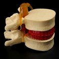 thumbnail image 4 of Transemion Anatomie Humaine Innovante Squelette Colonne Vertébrale Accessoires Modèle Recherche Flexible Facile à Utiliser Jaune 1 Ensemble, 4 of 6