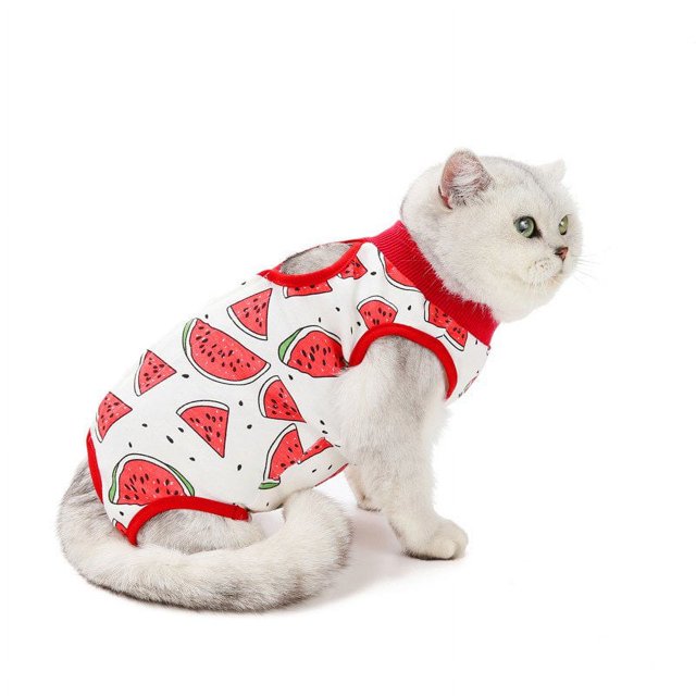 Chirurgie d'Été de Stérilisation de Chat de Compagnie après la Récupération pour les Chats