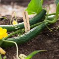 thumbnail image 2 of 100pcs Wooden Plant Labels for Potted Herbs Flowers Vegetables Tools, 2 of 10