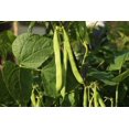 thumbnail image 4 of GSDWIUEW Premium Bush Bean Seeds for Planting-100+ Seeds for a Bountiful Vegetable Garden, 4 of 5