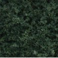 thumbnail image 1 of FOLIAGE, DARK GREEN, 1 of 10