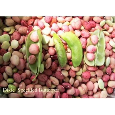 50 Speckled Dixie BUTTERPEA LIMA BEAN Phaseolus Vulgaris Bush Vegetable Seeds