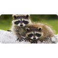 thumbnail image 1 of Raccoons On Branch Photo License Plate, 1 of 1