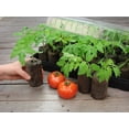 thumbnail image 2 of Jiffy Professional Tomato Starter Greenhouse 36 Cell, 2 of 2