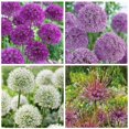 thumbnail image 1 of Bulbs are Easy Flower Bulbs - Allium Variety Pack (25 Bulbs), 1 of 5