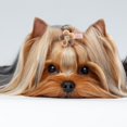 thumbnail image 1 of Accessoires pour Chat 10/Lot Accessoires pour Chiot 3.5cm Épingle à Cheveux pour Animaux, Accessoires pour Chien, pour Compétition Marche en Extérieur, 1 of 8