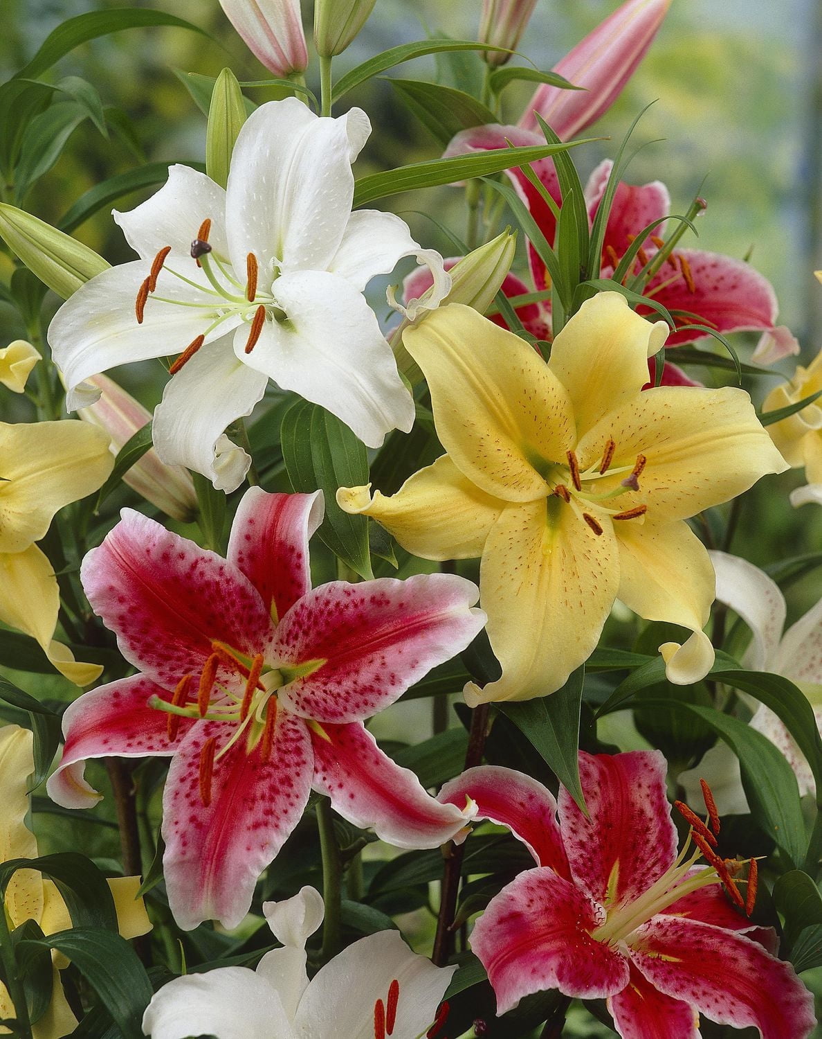 Bulbes de fleurs Tasc - Lys Stargazer assortis