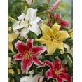 thumbnail image 1 of Bulbes de fleurs Tasc - Lys Stargazer assortis, 1 of 2