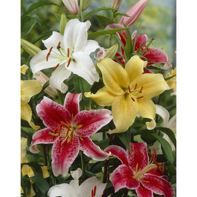 Tasc Bulbes de Fleurs - Lilium Stargazer Assortis Montrant un Gros Plan de Lys Stargazer avec de Grandes Fleurs en Forme de Trompette en Rose avec des Bords Blancs et des Centres Mouchetés, Blancs et Jaune Pâle, Entourés de Feuilles Vertes, Convenant aux Plates-Bandes et aux Bordures Florales.