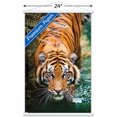 thumbnail image 2 of Tiger - Water Wall Poster, 22.375" x 34" Framed, 2 of 4