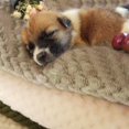 thumbnail image 3 of Pet Blanket Thickened Warm Cat Quilt Dog Cushion, 3 of 7