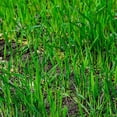 thumbnail image 4 of No-Till Winter Rye Seeds - 5 Lbs - Non-gMO Rye grain cover crop Seeds by Mountain Valley Seed company, 4 of 4